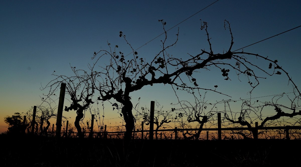 Climate change raises fine wine impact concerns